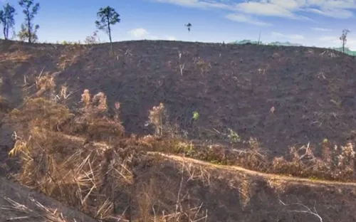 Đất của các công ty lâm nghiệp sau giải thể sẽ về tay ai?