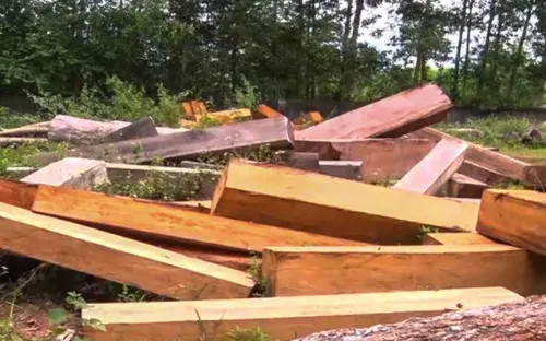 Những thủ đoạn "rút ruột" rừng tinh vi ở Gia Lai