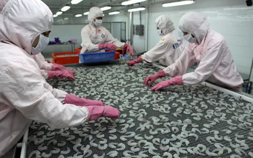 Tôm thẻ chân trắng Hà Tĩnh xuất khẩu thành công sang Malaysia