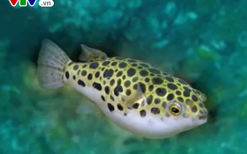 Bình Thuận: Ăn cá nóc, 6 người bị ngộ độc