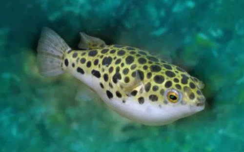 Cảnh báo nguy hiểm khi cá nóc bán lén lút tại các chợ