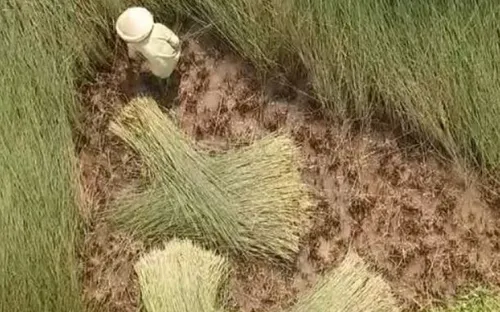 Về thăm làng nghề đan đệm bàng Phò Trạch