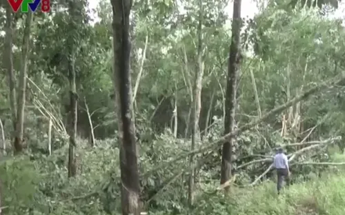 Hơn 100 ha cao su tại Nghệ An gãy, đổ do lốc xoáy