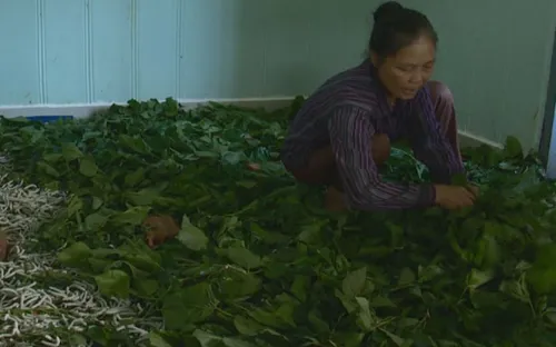 Bảo Lộc, Lâm Đồng - vùng trồng dâu nuôi tằm lớn nhất cả nước