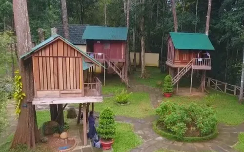 Độc đáo nhà nghỉ trên cây tại Lâm Đồng