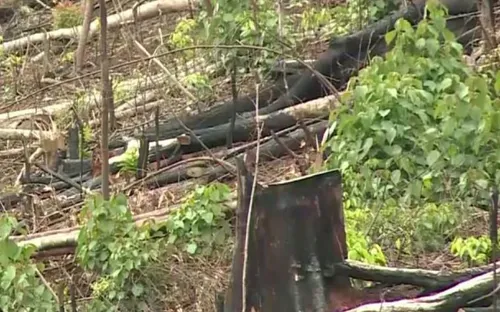 Tây Nguyên: Thu hồi 88 dự án chuyển đổi rừng, đất rừng sai mục đích