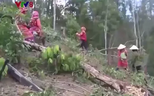 Tây Nguyên cần ổn định đời sống cho hơn 20 ngàn dân di cư tự do