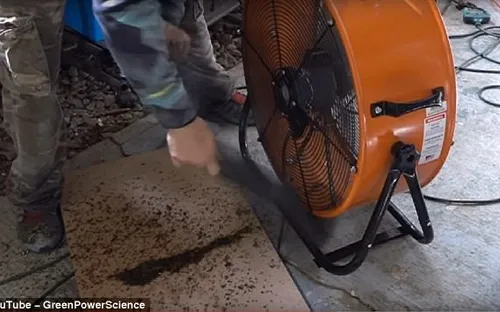 Dùng chó cưng làm mồi và 2 chiếc quạt, tiêu diệt 4.000 con muỗi mỗi đêm