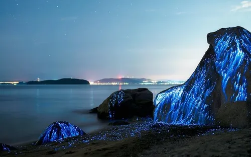 Những bờ biển phát quang ấn tượng vào ban đêm