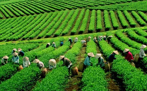 Bảo Lộc (Lâm Đồng) xây dựng đô thị nông nghiệp xanh