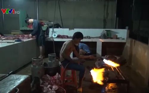 Bắt cơ sở phù phép lợn nái thành lợn rừng