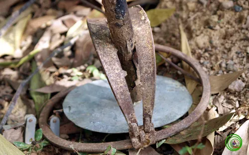 Gia tăng nạn săn bắt động vật hoang dã trong Khu Bảo tồn Sao La