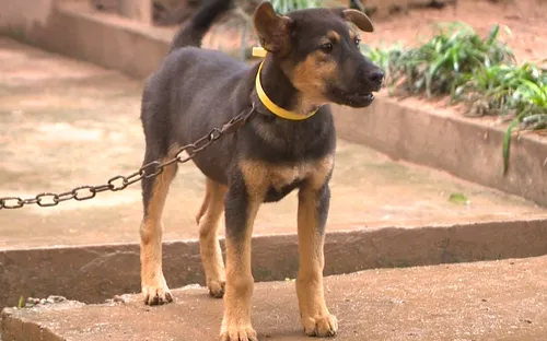 Đắk Nông: Ghi nhận một ổ dịch bệnh dại