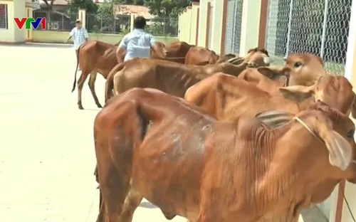 Tặng 30 bò giống cho người nghèo Long An