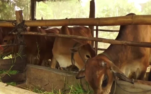 Nông dân Đồng Tháp thấp thỏm vì bò giống không chịu đẻ