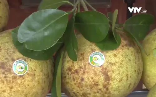 Ra mắt thương hiệu "Bưởi đỏ Hương Hồ - Đặc sản xứ Huế"