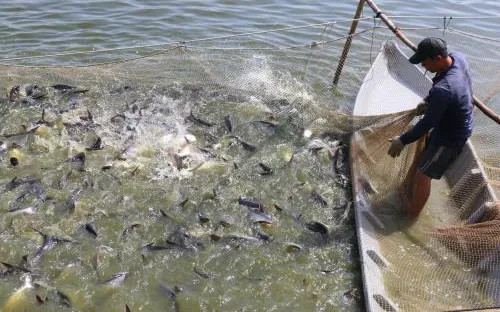 Khó khăn trong kiểm soát chất lượng cá tra giống