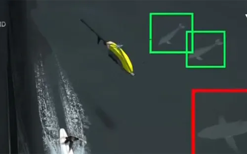 Australia sử dụng máy bay không người lái phát hiện cá mập