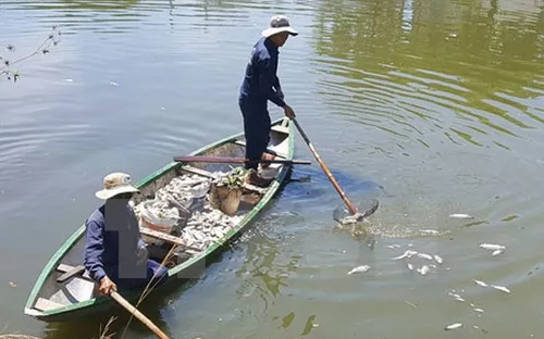 Bình Thuận: Khẩn trương tìm nguyên nhân cá nuôi lồng bè chết ở đảo Phú Quý