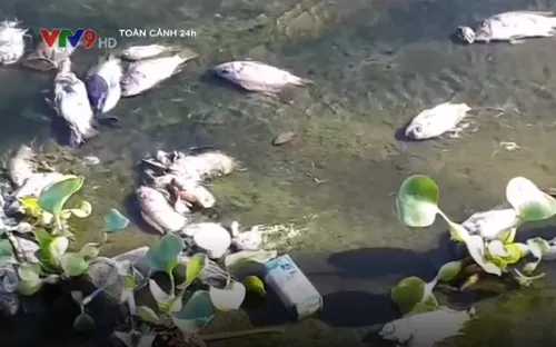 Quảng Nam: Cá chết trắng ở hồ Nguyễn Du