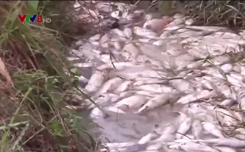 Quảng Ngãi khẩn trương tìm nguyên nhân cá chết hàng loạt ở đập Hố Chuối