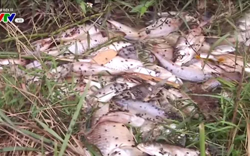 Quảng Ngãi: Cá chết ở đập Hố Chuối do nhiễm vi khuẩn