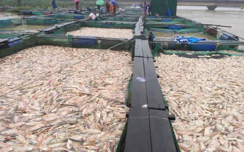 Thừa Thiên Huế: Hàng trăm tấn cá "chết trắng", bị lũ cuốn trôi