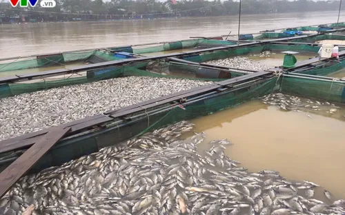 Cá lồng nuôi ở Thừa Thiên - Huế chết hàng loạt do nguồn nước bị thay đổi