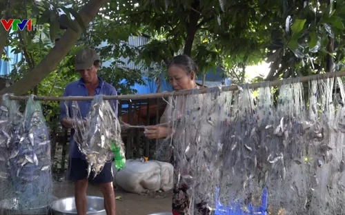 Nông dân miền Tây bội thu cá đồng