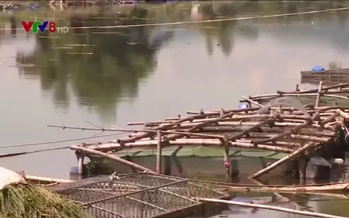 Hệ quả từ nuôi cá lồng ồ ạt trên sông, hồ ở Thừa Thiên Huế