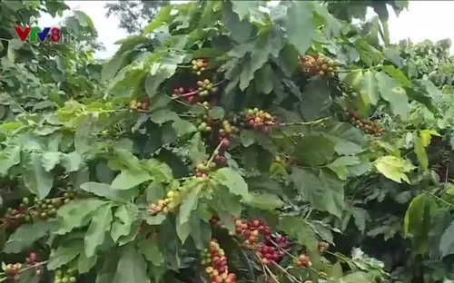 Người trồng cà phê Quảng Trị được mùa, được giá