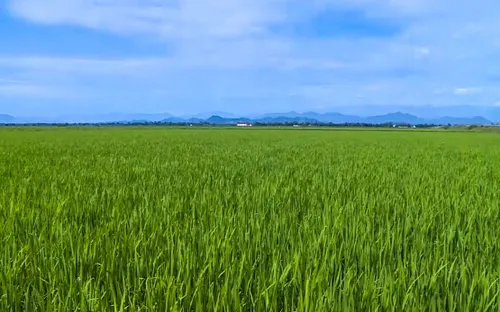 Thừa Thiên - Huế phấn đấu xây dựng 5.500 ha cánh đồng mẫu lớn