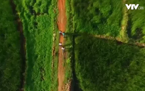 Hoang sơ cánh đồng cói vùng đầm vịnh Ô Loan