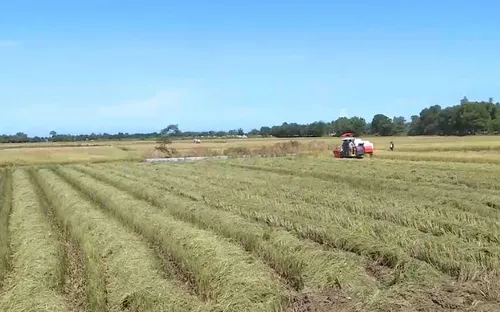 Thừa Thiên Huế phấn đấu mở rộng diện tích cánh đồng mẫu lớn