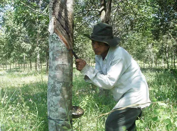 Phú Yên: Hàng trăm cây cao su gần thu hoạch bị chặt phá