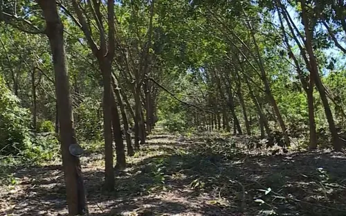 Cây cao su có còn là "vàng trắng" của người dân miền Trung?