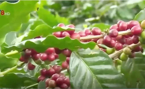 Quảng Trị: Cà phê chè Khe Sanh được bảo hộ nhãn hiệu