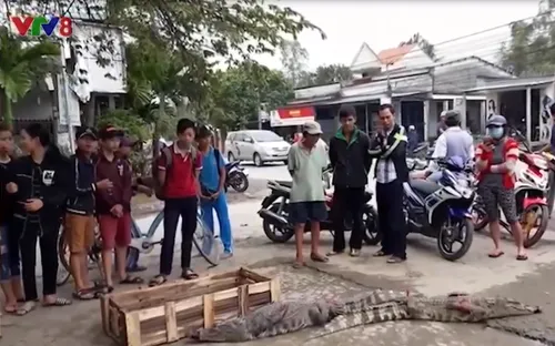 Quảng Nam, Đà Nẵng: Lliên tiếp xuất hiện thương lái bán cá sấu vẫn còn sống ở chợ
