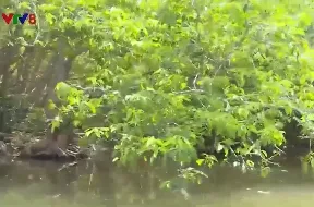 Khám phá rừng Rú Chá ở Thừa Thiên - Huế