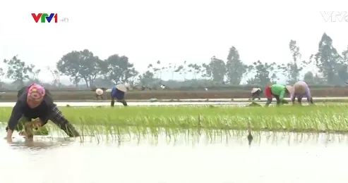 Lấy nước đợt 3 cho vụ Đông Xuân