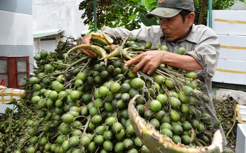 Bình Định khuyến cáo không mở rộng diện tích trồng cau