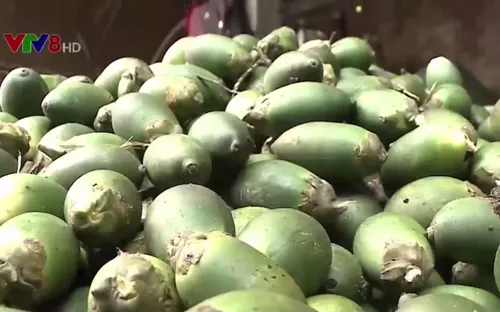 Quảng Ngãi: Thương lái Trung Quốc lại lùng sục mua cau tươi