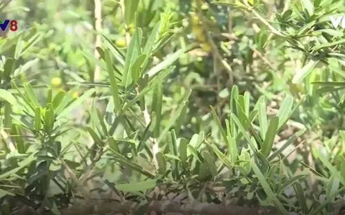 Khánh Hòa nhân giống và bảo tồn xáo tam phân