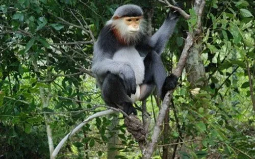 Ninh Thuận: Bắt tạm giam hai đối tượng bắn chết 5 cá thể Voọc chà vá chân đen