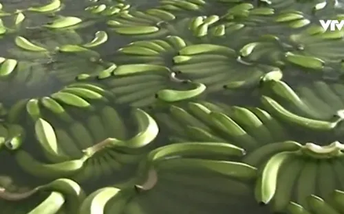 Cà Mau xuất khẩu lô chuối già Nam Mỹ đầu tiền