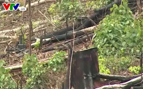 Đắk Nông: Xử lý nghiêm trách nhiệm người đứng đầu liên quan đến các vụ phá rừng