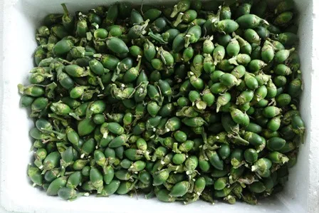 Thương lái ồ ạt thu mua cau non tại Bình Định