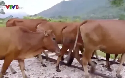 Mất an toàn đường sắt do gia súc thả rông