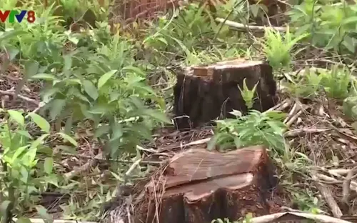 Thừa Thiên - Huế: Gần 3.000m2 rừng thông đặc dụng bị tàn phá