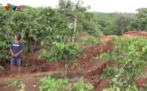 Lâm Đồng: Tiếp tục sạt lở đất, hơn 15 ha cà phê nguy cơ mất trắng